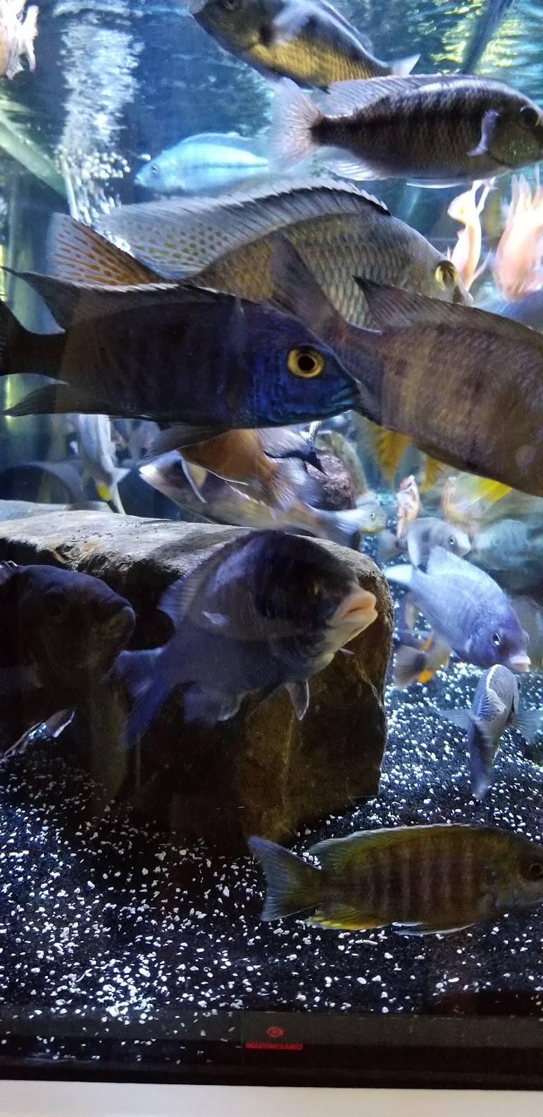 Chris Cichlids | Vacaville, CA 95687, USA | Phone: (707) 365-3323