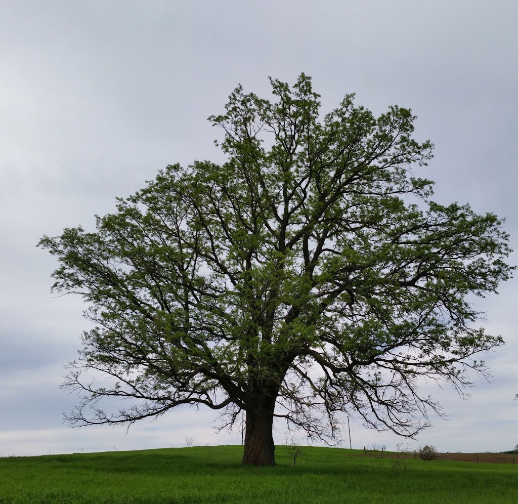 Barneveld Prairie | County Highway T, Barneveld, WI 53507, USA | Phone: (608) 924-8881