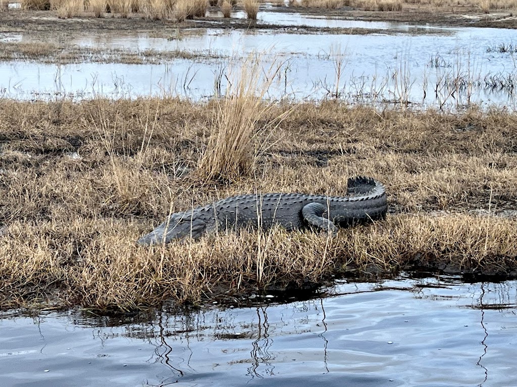 St Johns River Airboat Tour, LLC | 28500 E Colonial Dr, Christmas, FL 32709, USA | Phone: (321) 615-8999