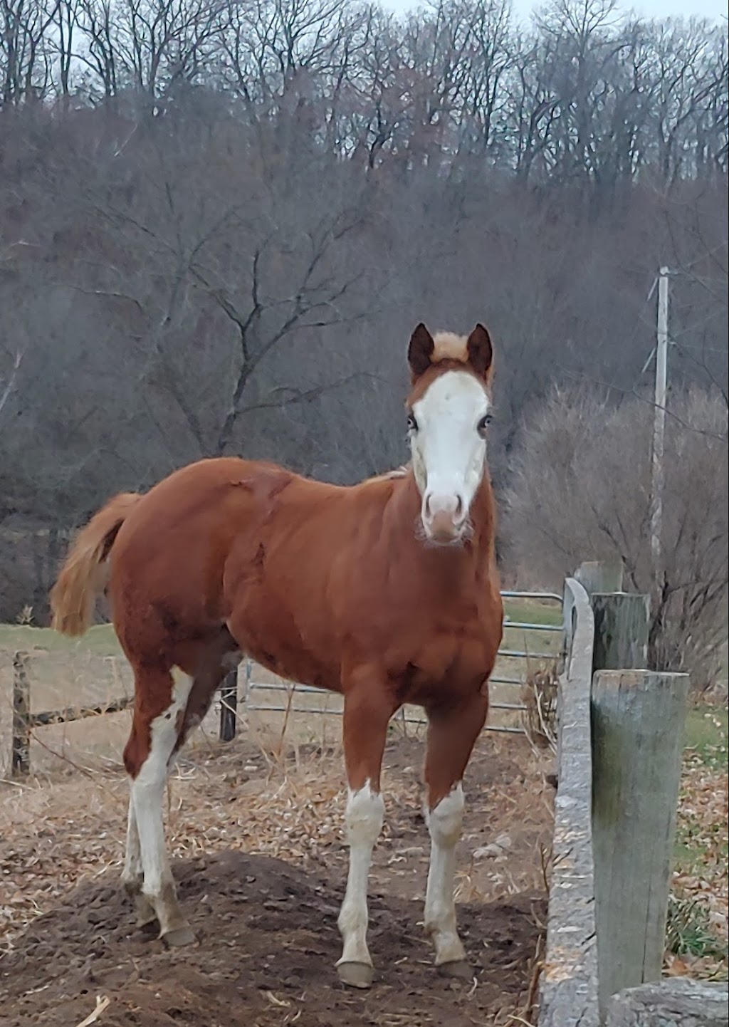 LIFELINEEQUINE-jil | 8637 Linley Rd, Arena, WI 53503, USA | Phone: (608) 220-3301