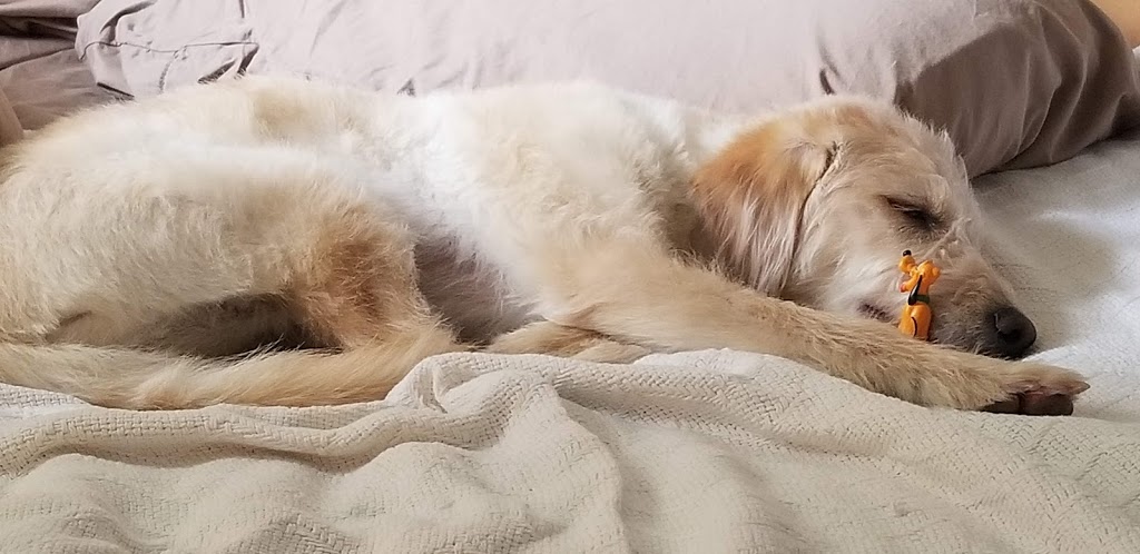 Ontario Spay and Neuter | 750 N Archibald Ave, Ontario, CA 91764, USA | Phone: (844) 676-7387