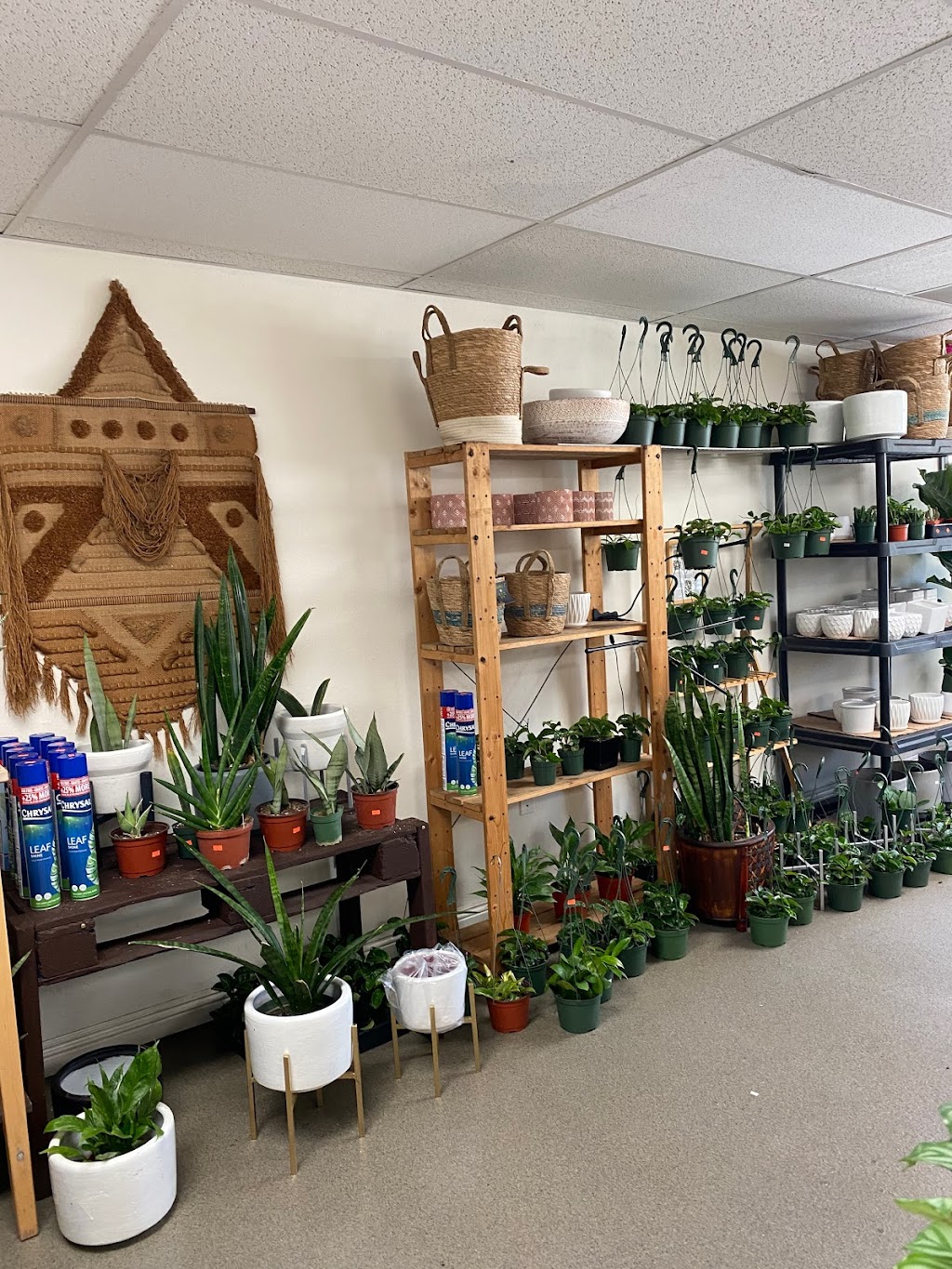 Fresh Indoor Plants | 1046 E 4th St, Ontario, CA 91764, USA | Phone: (909) 770-2098