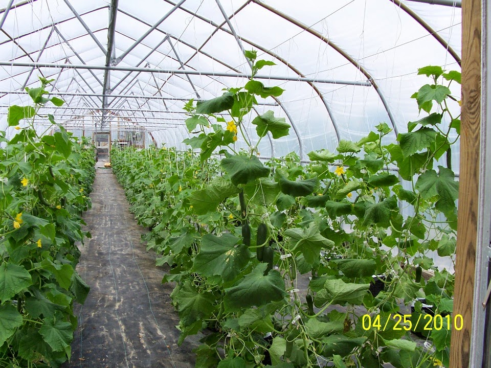 Cox Farm Produce | 547 Dobbersville Rd, Goldsboro, NC 27530, USA | Phone: (919) 689-9383