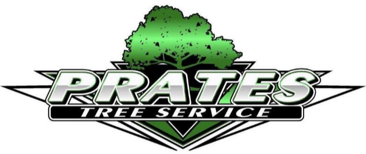 Prates Tree Service, LLC | 516 Glendale Ave, Maple Shade, NJ 08052, United States | Phone: (856) 554-1273