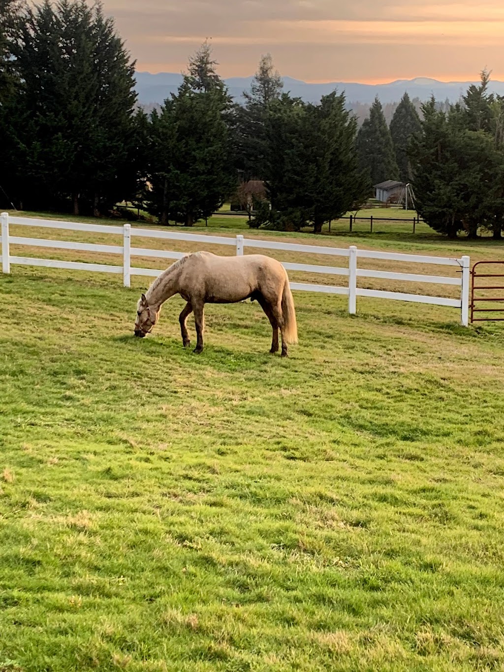 Cedar Springs Equine Veterinary Services | 25311 SE 394th St, Enumclaw, WA 98022, USA | Phone: (253) 905-4006