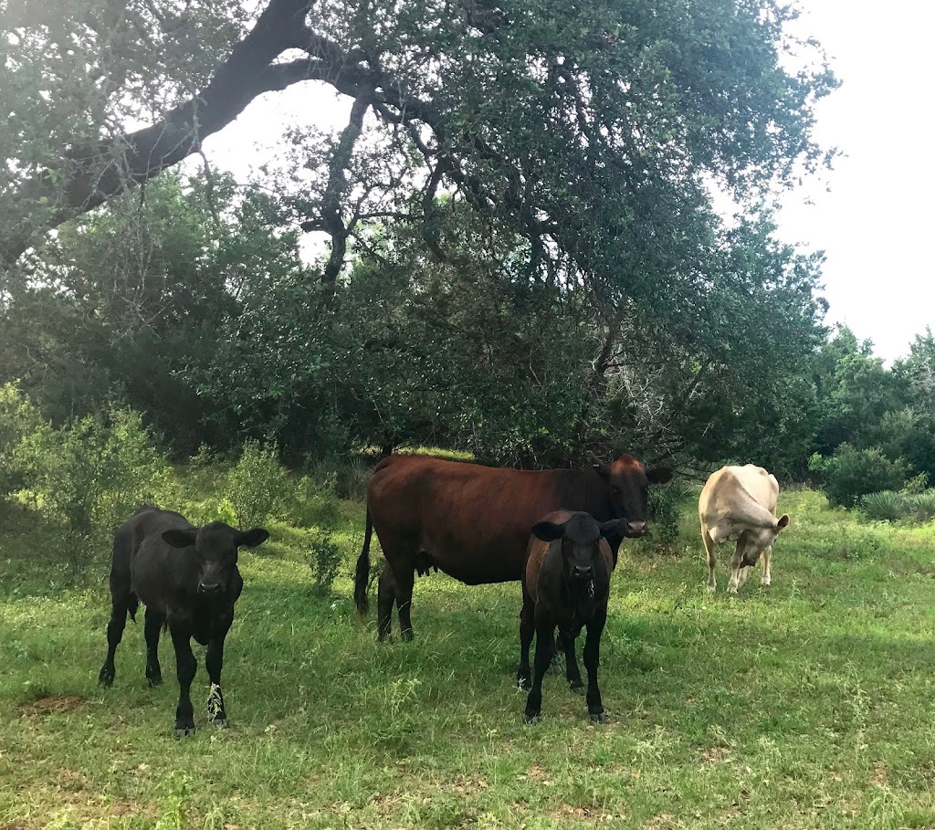 Holland Cattle Company at Holland Ranch - Grass-fed Beef and Lamb | 4400 Co Rd 340, Marble Falls, TX 78654, USA | Phone: (830) 385-2156