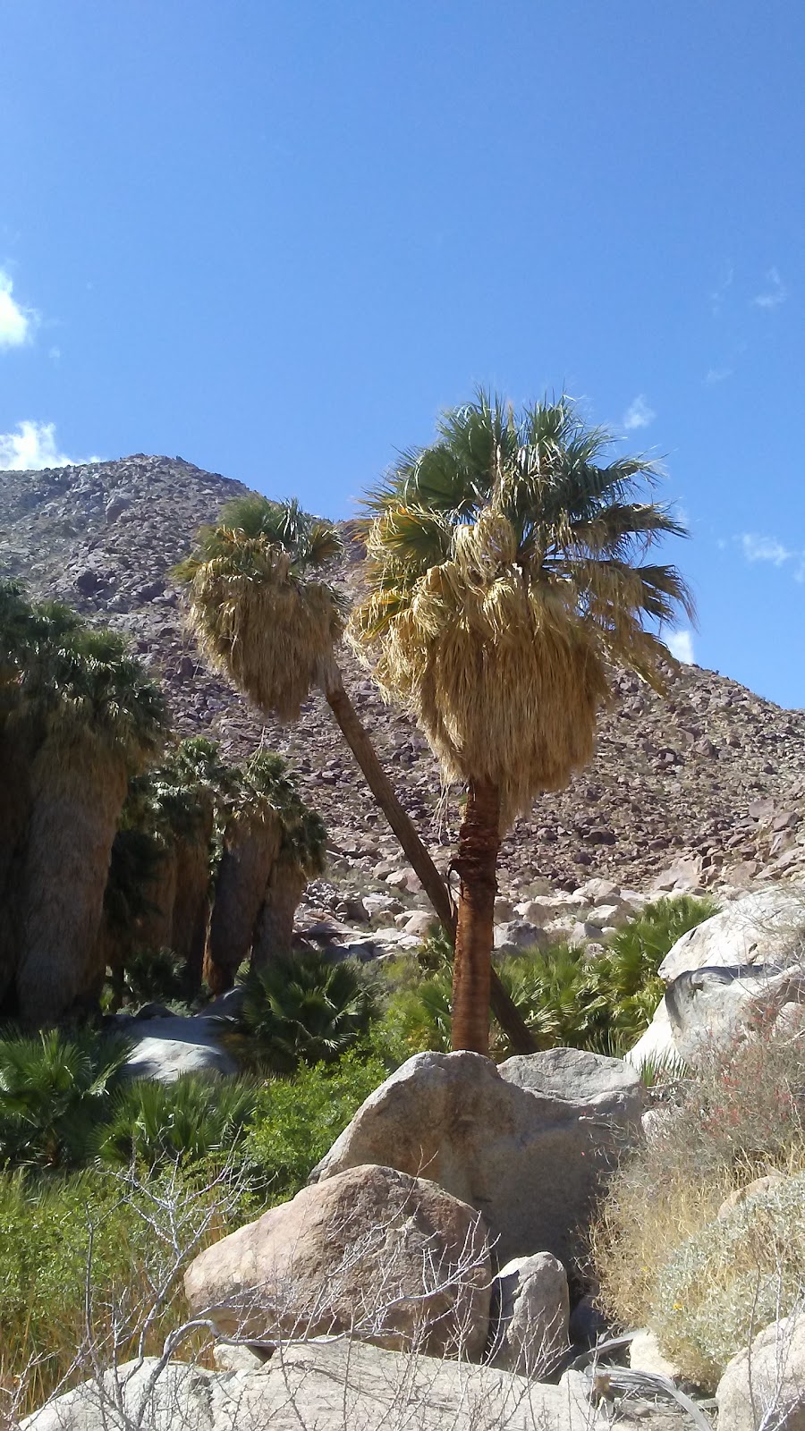 Borrego Palm Canyon Trailhead & Parking | Unnamed Road, Borrego Springs, CA 92004, USA | Phone: (760) 767-4037