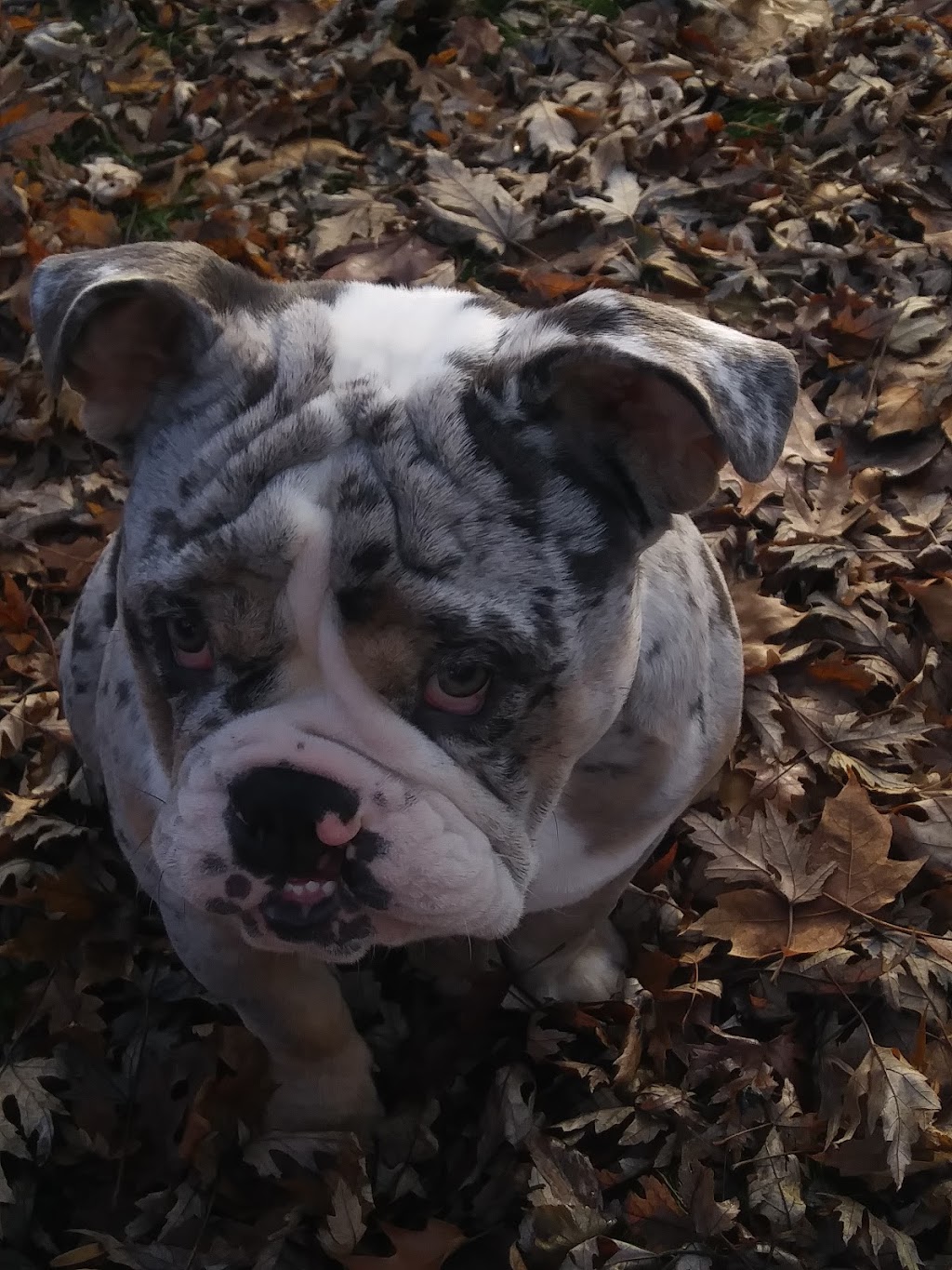 Town & Country Animal Clinic | 3000 Genesee St, Buffalo, NY 14225, USA | Phone: (716) 896-2424