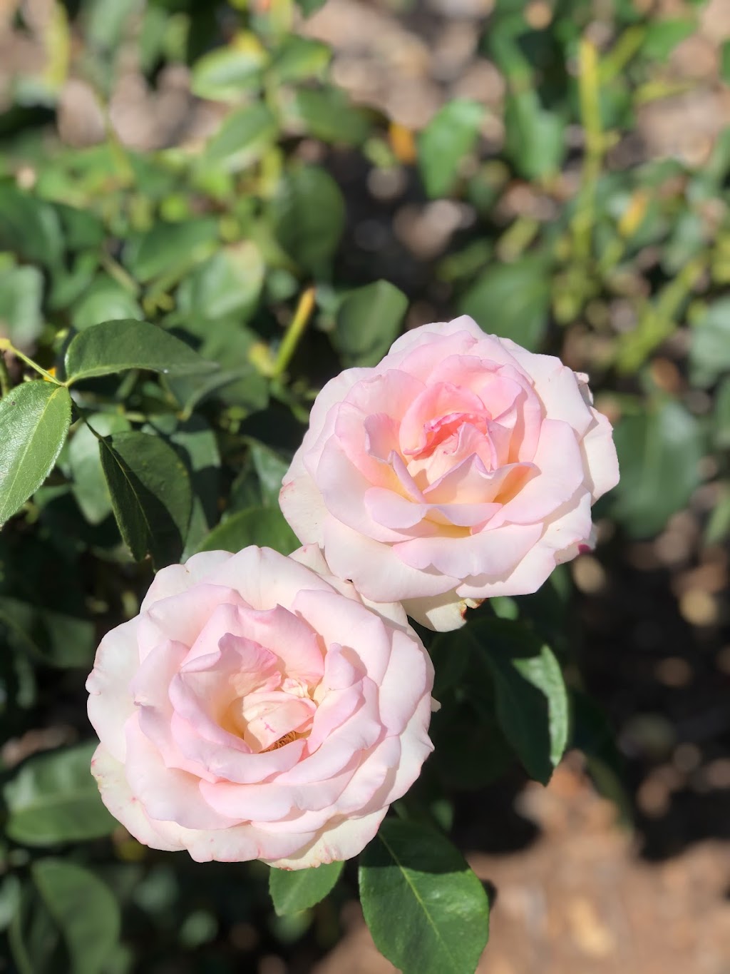 Rosary Garden | 3323 CA-67, Ramona, CA 92065, USA | Phone: (760) 533-5360