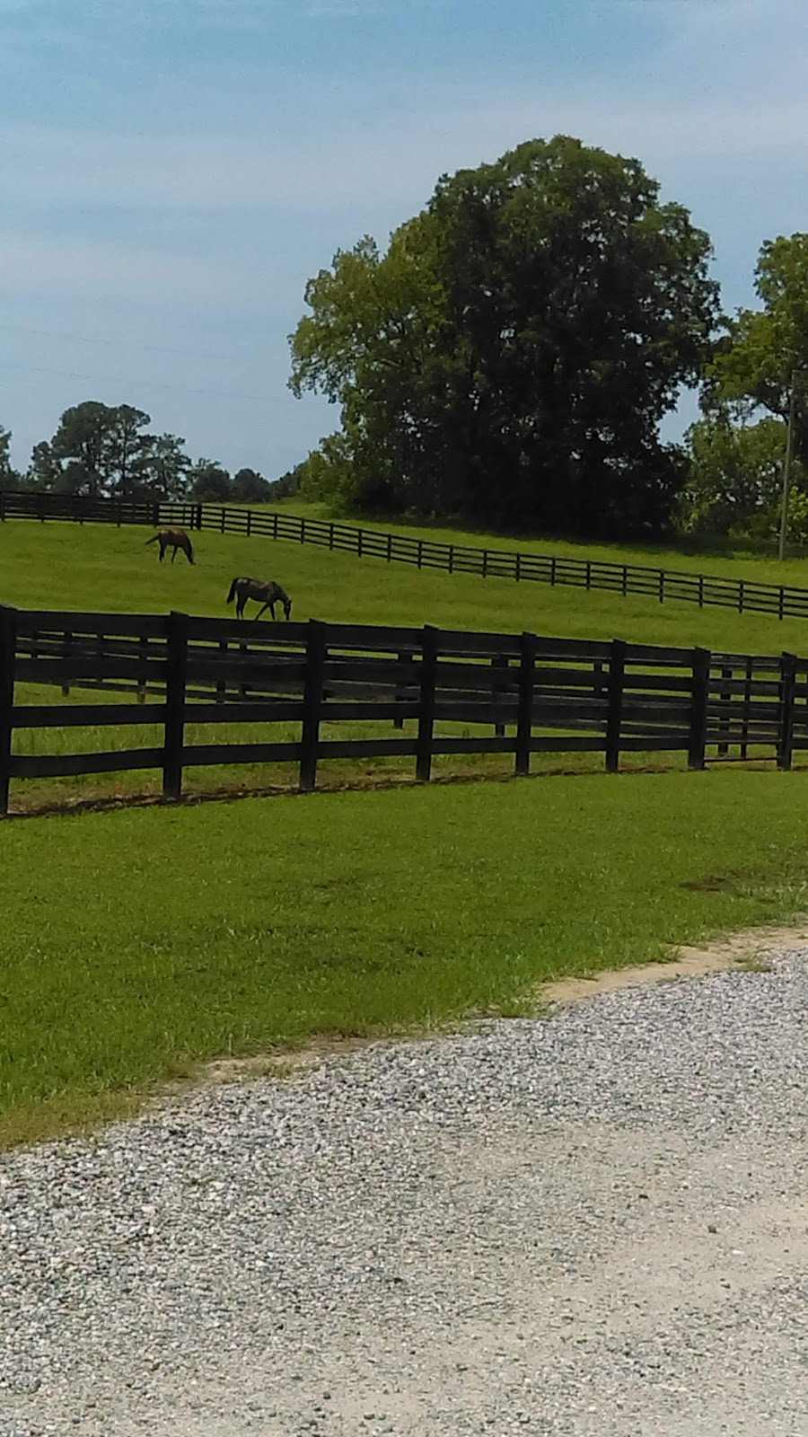 Hensleys Show Horses | 5000 Farmers Dr, Barhamsville, VA 23011, USA | Phone: (757) 566-3715