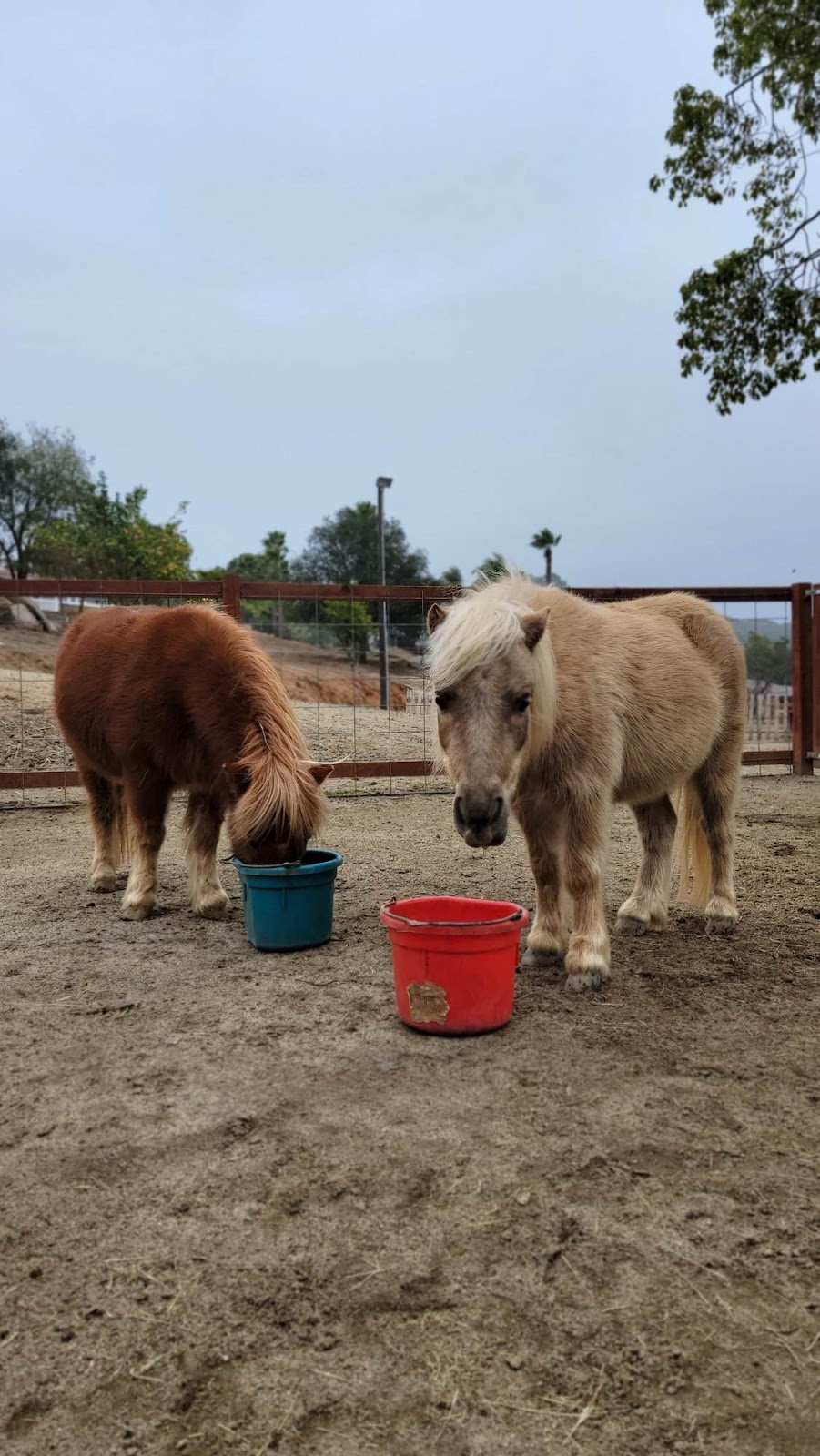 The Happy Heart Haven | 30398 Vía Valencia, Valley Center, CA 92082, USA | Phone: (760) 651-2421