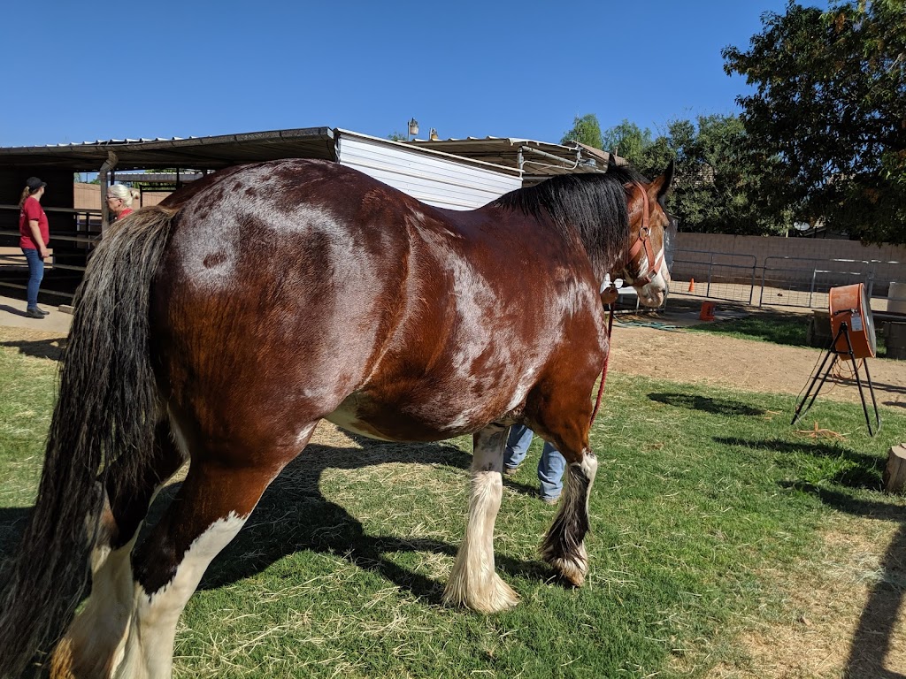 Clydesdale Preservation Trust | 17208 E Saragosa St, Gilbert, AZ 85295, USA | Phone: (602) 803-4051