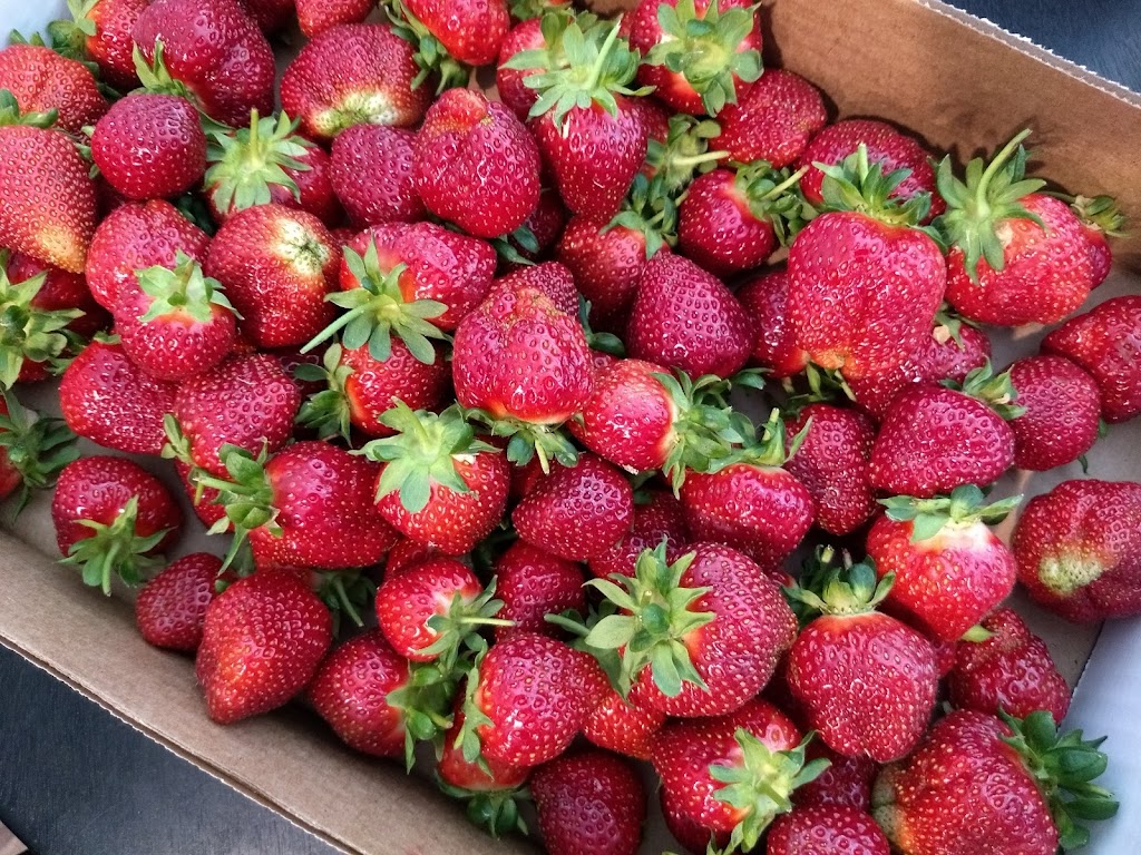 Slate Farms Strawberries | 1601 TN-76, Clarksville, TN 37043, USA | Phone: (931) 241-3966