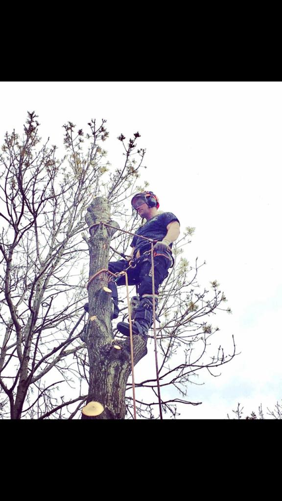 Cardiff Tree Surgery | 2 Hillcrest Cl, Llanishen, Cardiff CF14 9ER, United Kingdom | Phone: 0800 955 7233