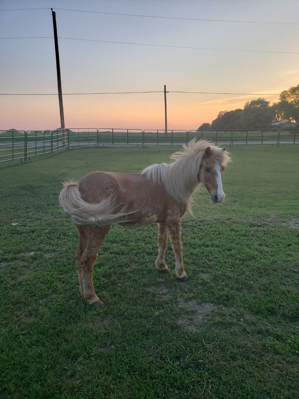 Sunnyside Equine | 8501 Lamar Ave S, Hastings, MN 55033, USA | Phone: (651) 470-0797