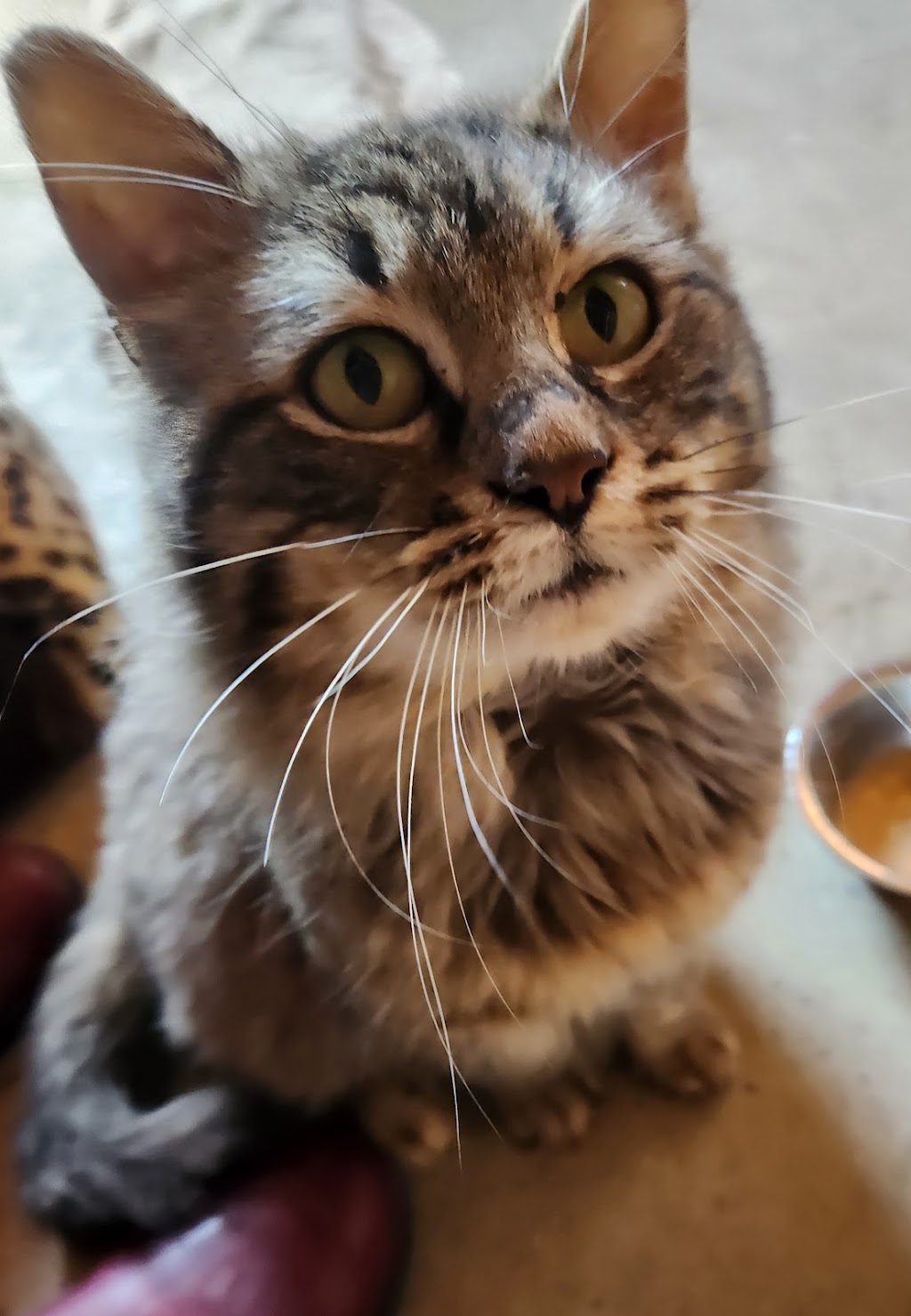 Harmony Hill Animal Hospital | 23520 Overland Dr Suite 110, Sterling, VA 20166, USA | Phone: (571) 200-8500