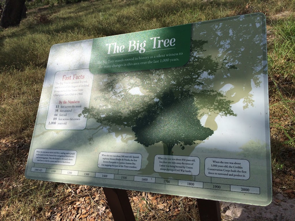 The Big Tree | 1622 12th St, Rockport, TX 78382, USA | Phone: (361) 729-2858
