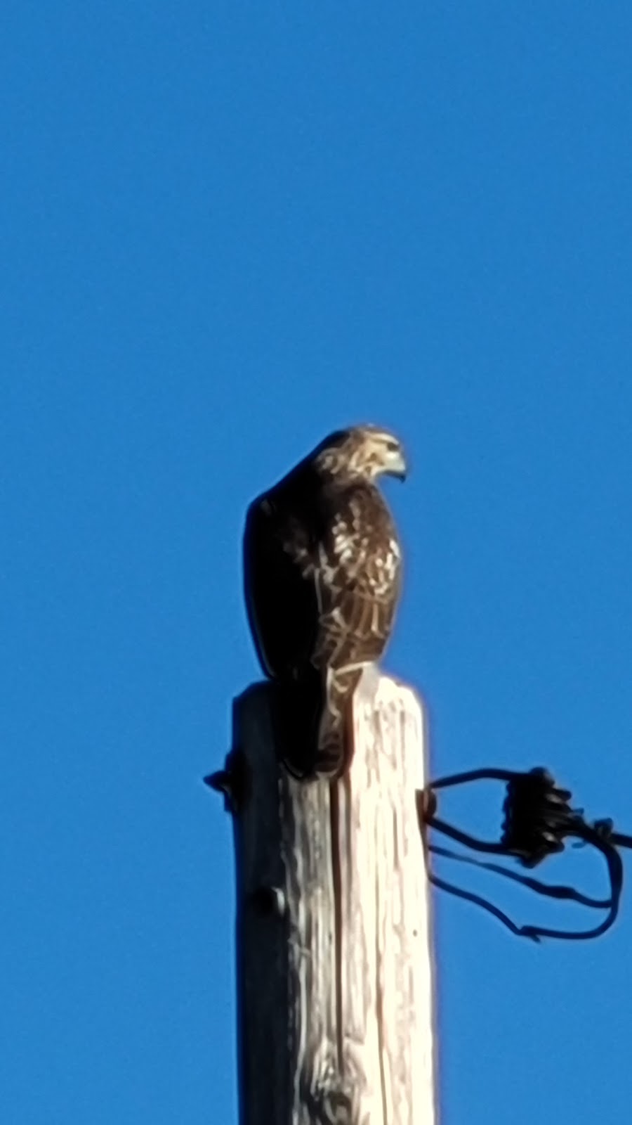 Small Ville Learning Farms | 5862 Malcolm St, Detroit, MI 48213, USA | Phone: (313) 721-8220