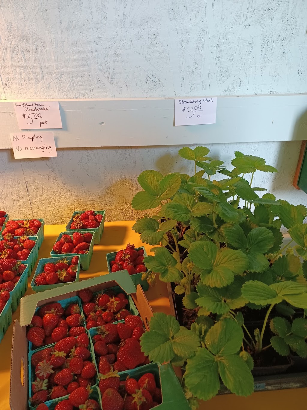 Sun Island Farm Stand | 7250 SW 248th St, Vashon, WA 98070, USA | Phone: (206) 939-9901