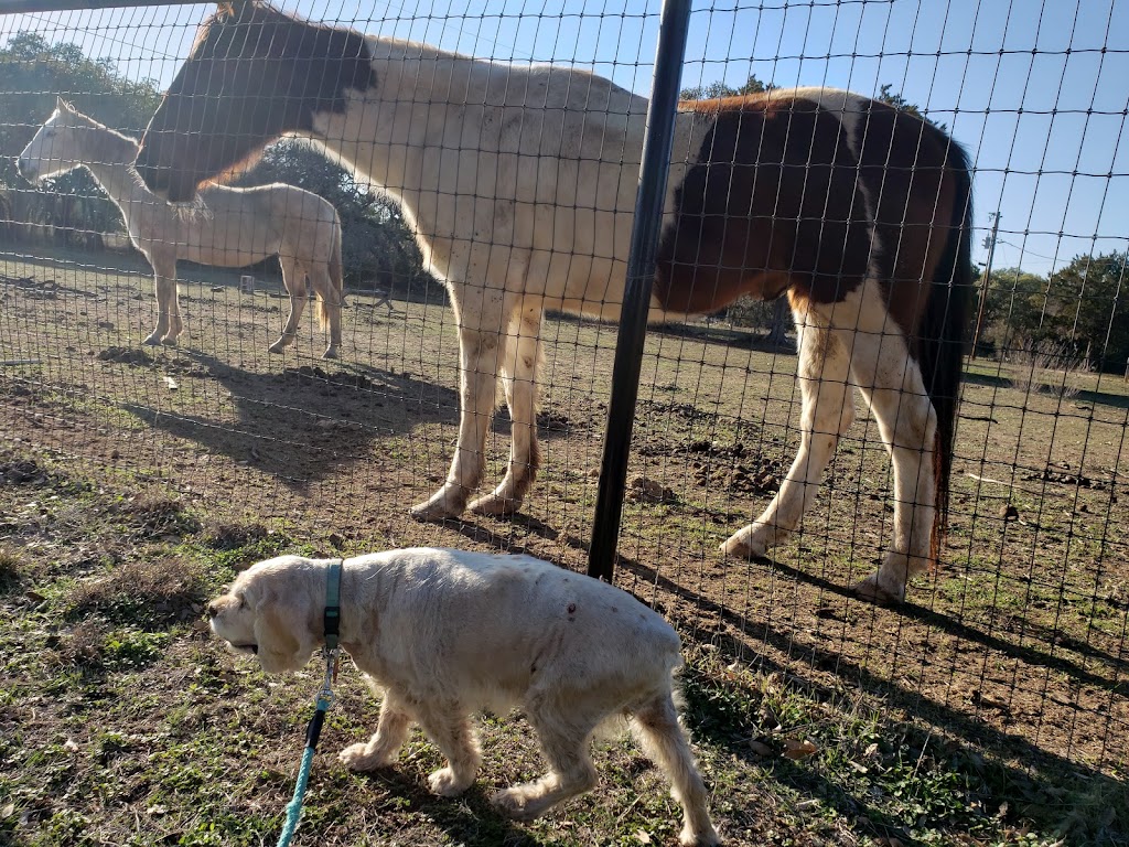 Pipe Creek Animal Clinic | 11113 TX-16, Pipe Creek, TX 78063, USA | Phone: (830) 535-4406