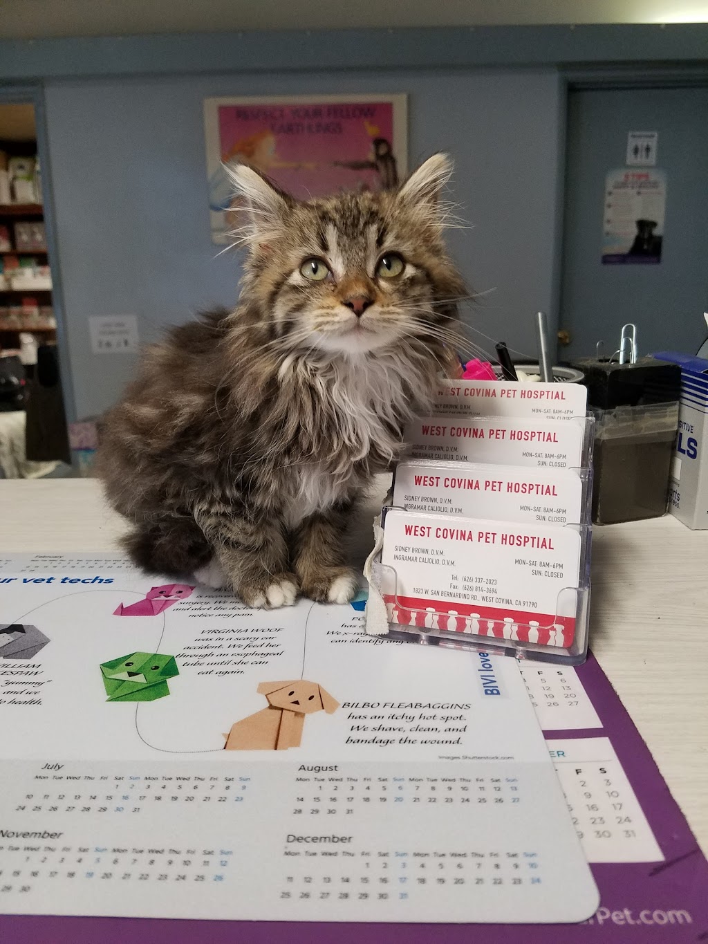 West Covina Pet Hospital | 1823 W San Bernardino Rd, West Covina, CA 91790, USA | Phone: (626) 337-2023