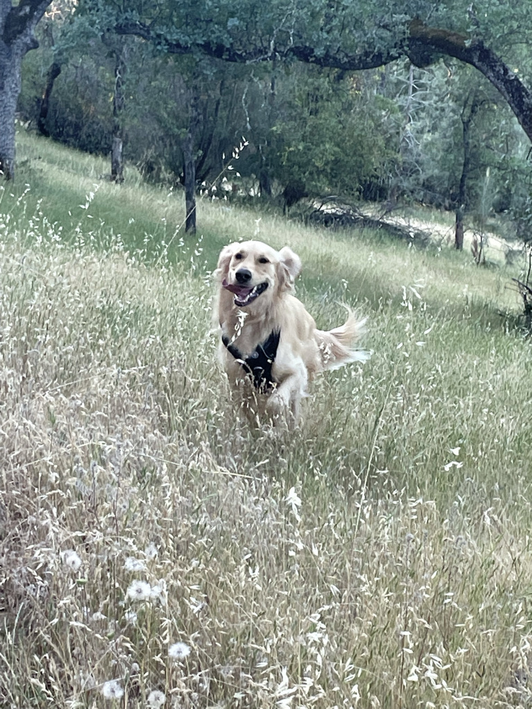 Trailhead to Browns Ravine | 1992 Vista Mar Dr, El Dorado Hills, CA 95762, USA | Phone: (800) 777-0369