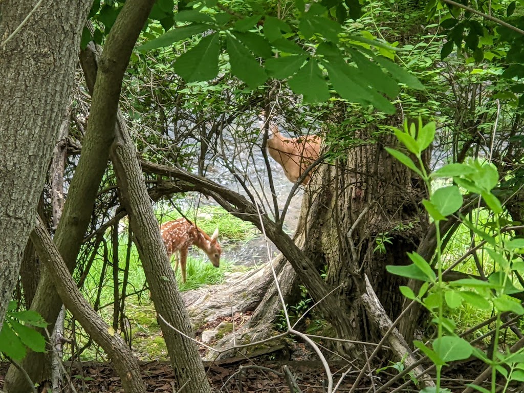 Sauk Creek Nature Preserve | 3236 Co Rd KK, Port Washington, WI 53070, USA | Phone: (262) 338-1794