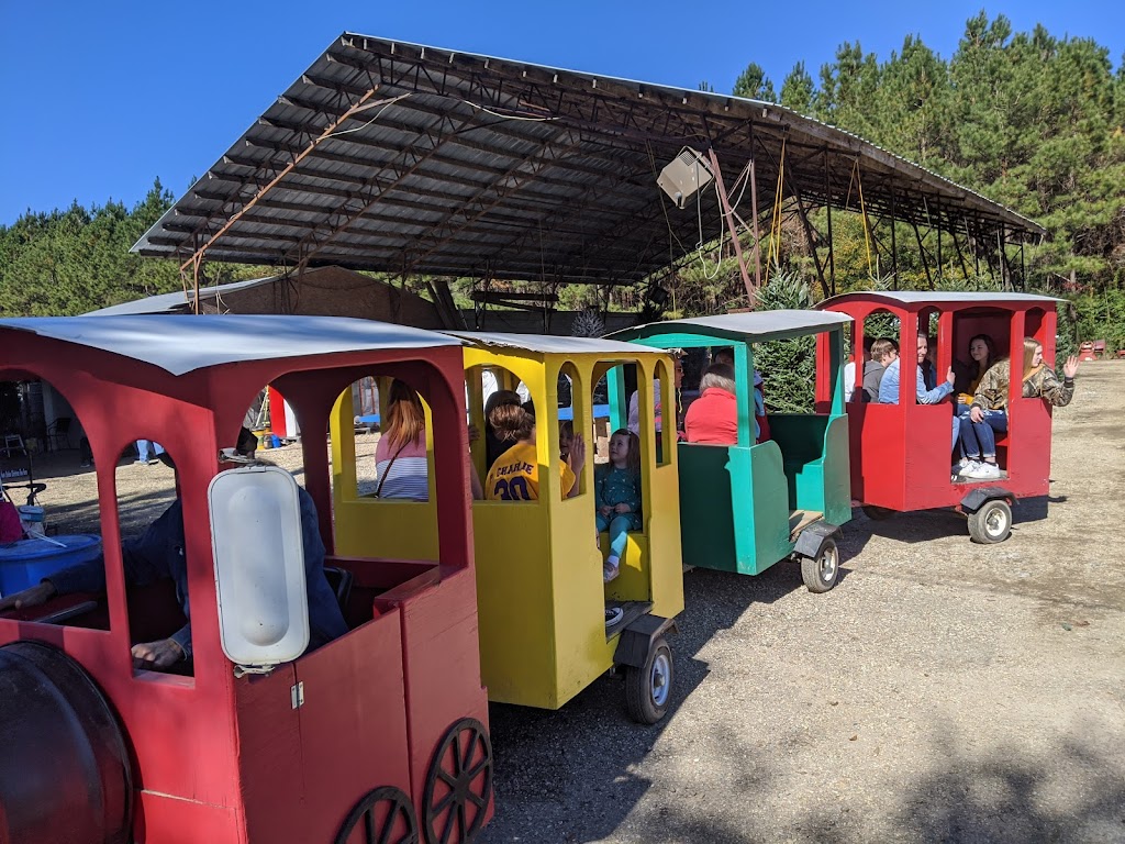 Yawn Station Christmas Tree Farm | 29400, 29498 Ruby Purvis Rd, Independence, LA 70443, USA | Phone: (985) 878-6223