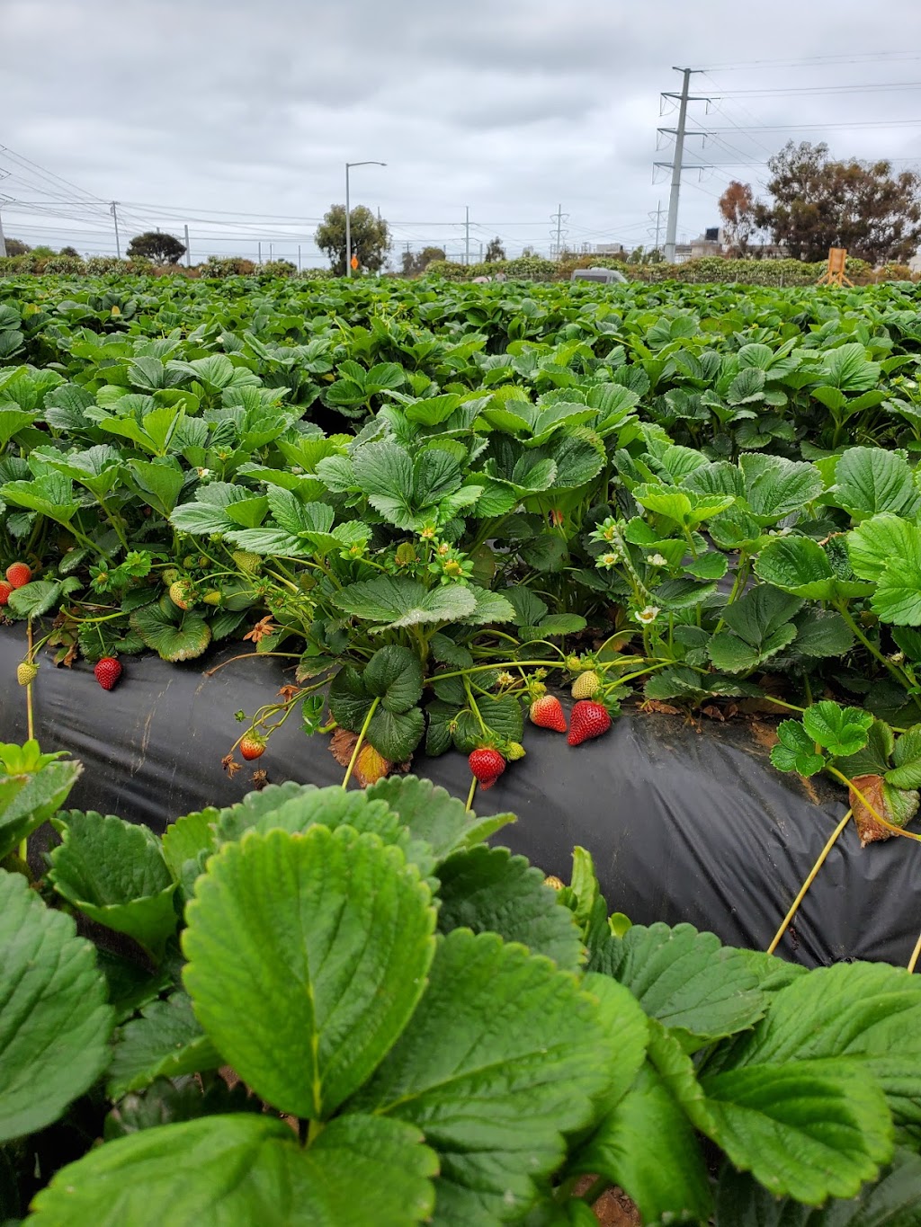 Carlsbad Strawberry Company | 1050 Cannon Rd, Carlsbad, CA 92008, USA | Phone: (760) 603-9608