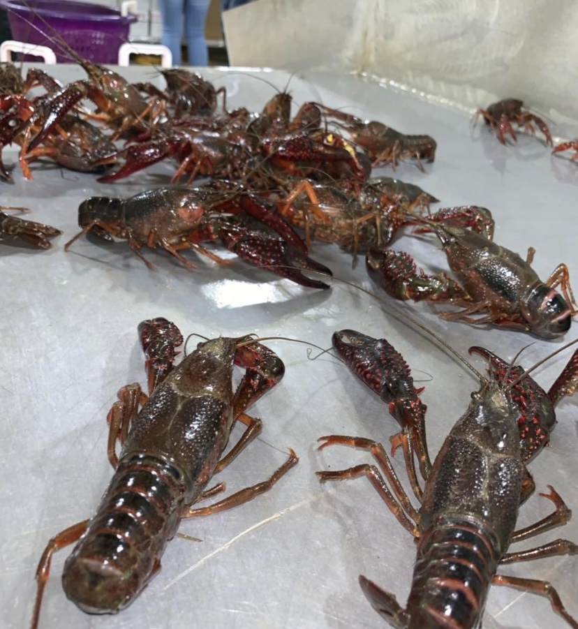 Crawfish Supply Dayton | 2495 US-90, Dayton, TX 77535, USA | Phone: (936) 257-8654