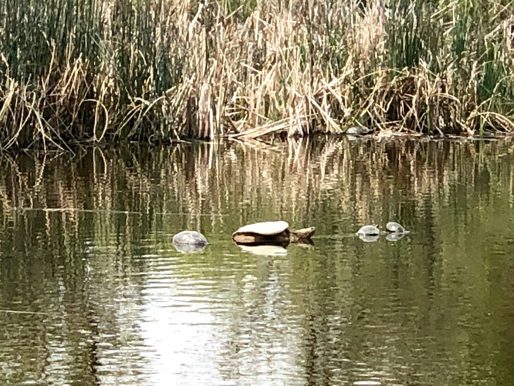 Fountain Creek Regional Park | 2010 Duckwood Rd, Fountain, CO 80817, USA | Phone: (719) 520-7529