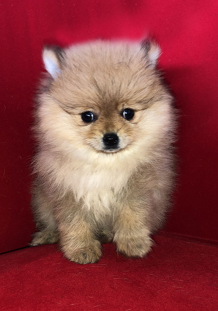 Pocket Puppies | 1457 E Palatine Rd, Arlington Heights, IL 60004, USA | Phone: (224) 735-3137