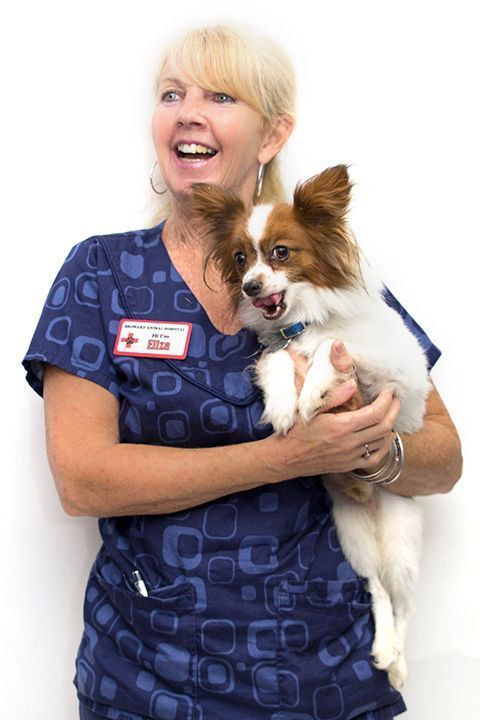 Broward Animal Hospital, Inc. | 1180 N Dixie Hwy, Hollywood, FL 33020, USA | Phone: (954) 925-2467