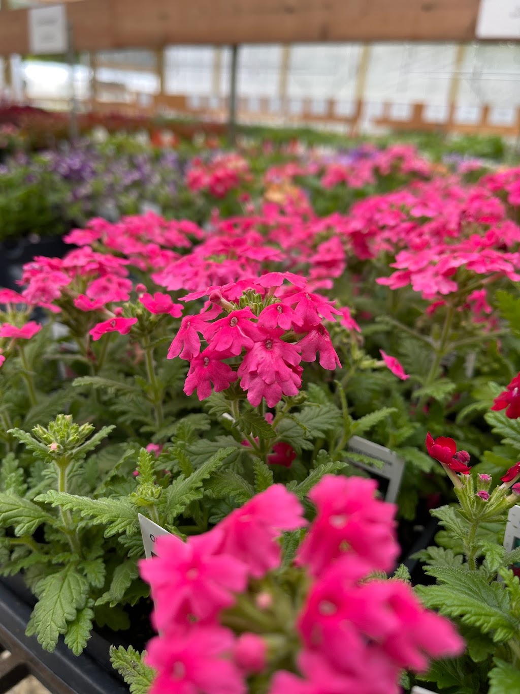 Huntington Nursery & Florist | 2964 W Park Dr, Huntington, IN 46750, USA | Phone: (260) 356-4718