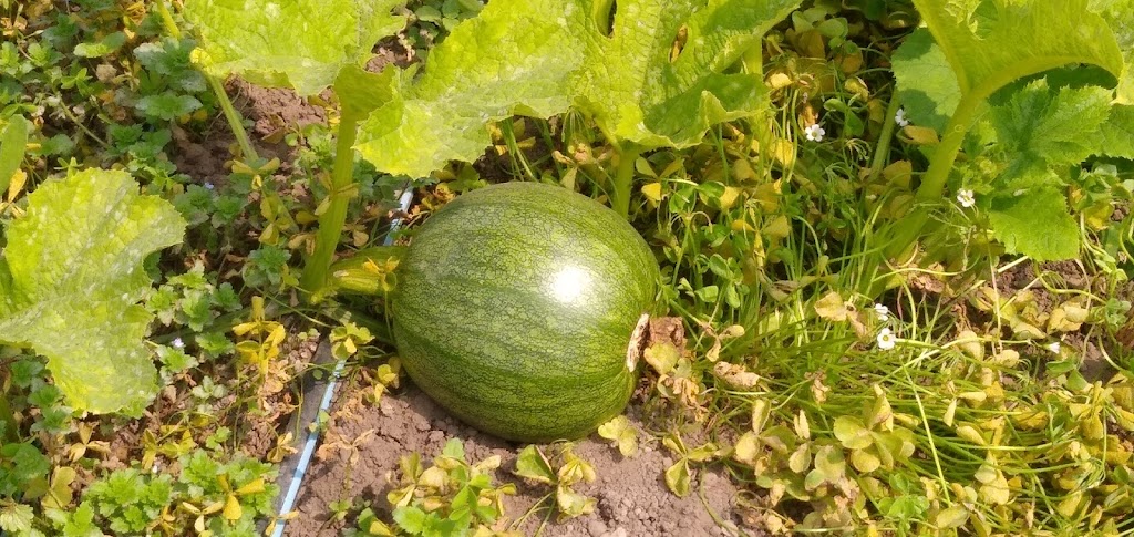 Natural Bridges Farm by Homeless Garden Project | Shaffer Rd, Santa Cruz, CA 95060, USA | Phone: (831) 426-3609