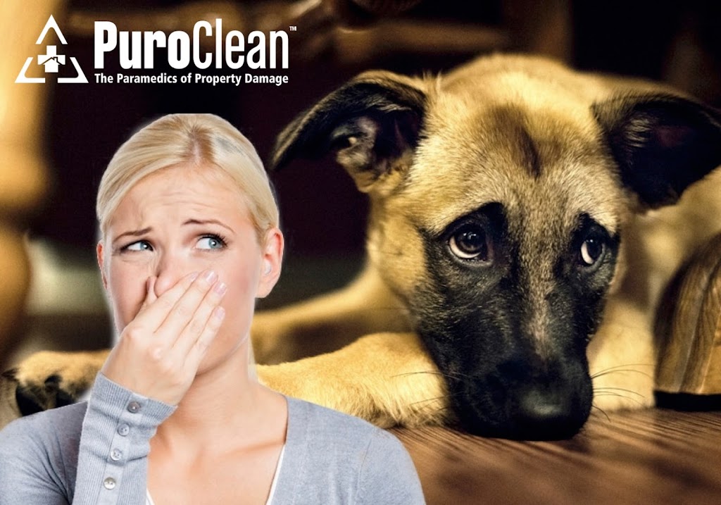 PuroClean Emergency Restoration | 74030 LA-1077 Suite 3, Covington, LA 70434, USA | Phone: (985) 590-6600