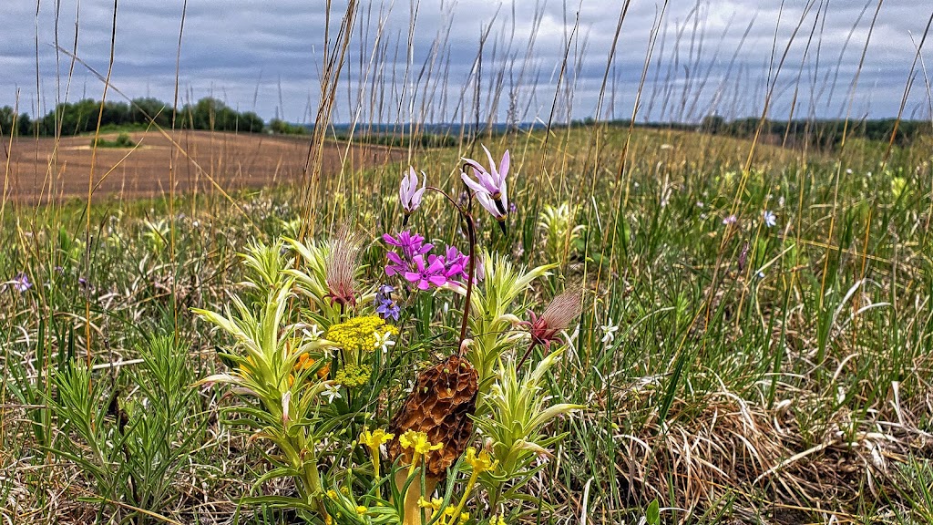 Empire Prairies Westport Drumlin State Natural Area | Waunakee, WI 53597, USA | Phone: (888) 936-7463