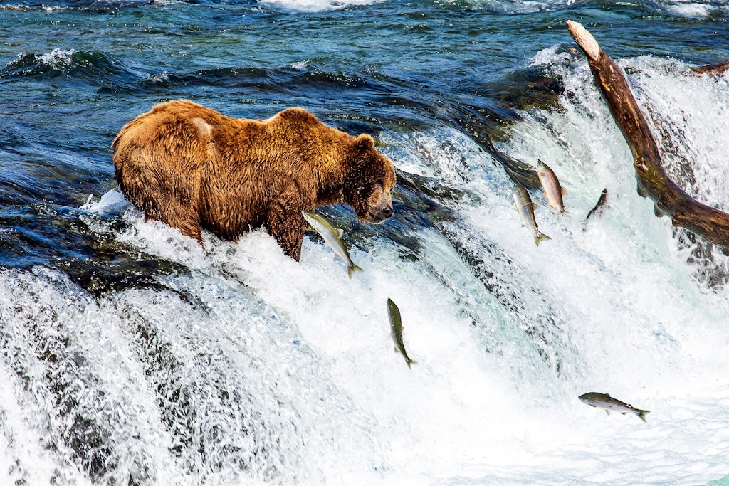 Alaska Bear Expeditions | 4500 Lakeshore Dr, Anchorage, AK 99517, USA | Phone: (320) 522-0997