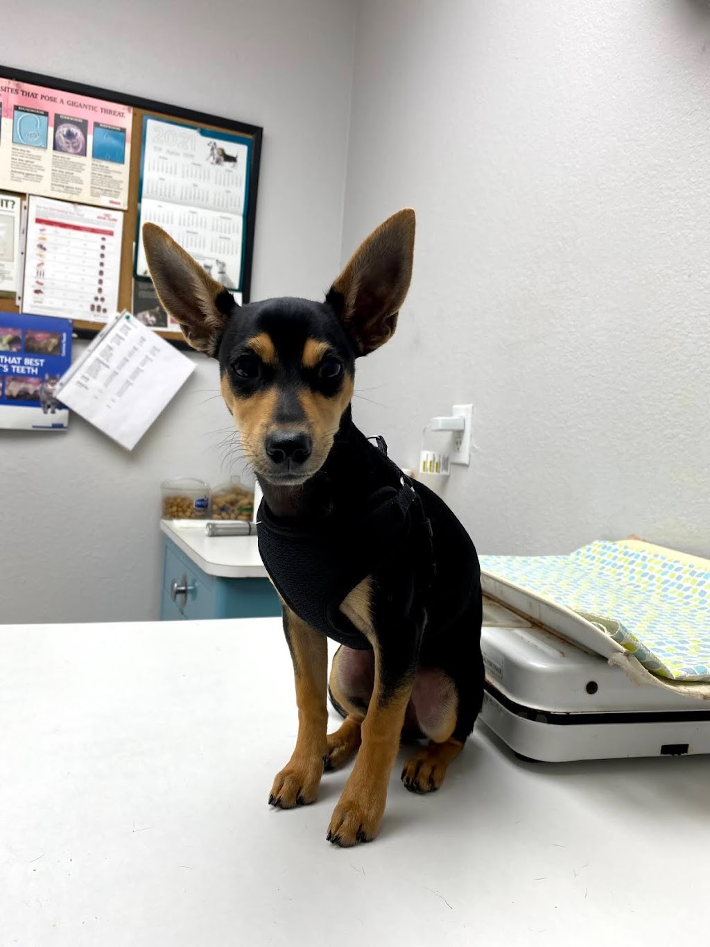 Princeton Veterinary Clinic | 901 E Princeton Dr, Princeton, TX 75407, USA | Phone: (972) 736-6411