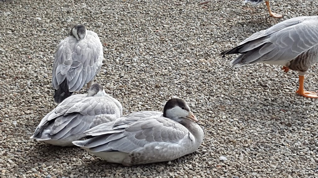 Gooseneck Hill Waterfowl Sanctuary | 5067 Lindsley Rd, West Valley, NY 14171, USA | Phone: (716) 942-6835