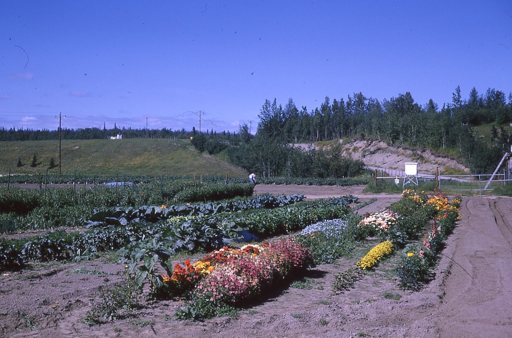 UAF MATANUSKA Experiment Farm | 1509 Georgeson Rd, Palmer, AK 99645, USA | Phone: (907) 746-9450