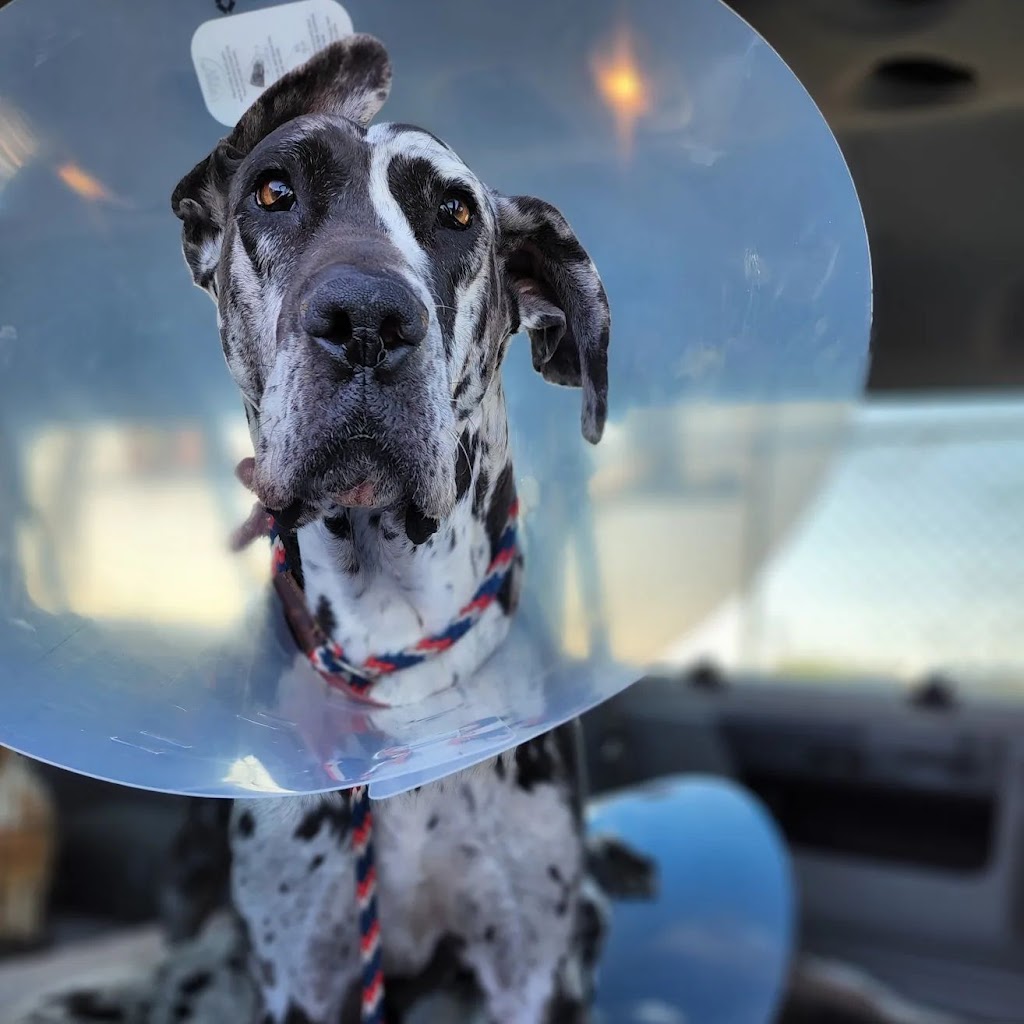 North Valley Veterinary Center And Boarding | 43619 Sierra Hwy, Lancaster, CA 93534, USA | Phone: (661) 945-7906