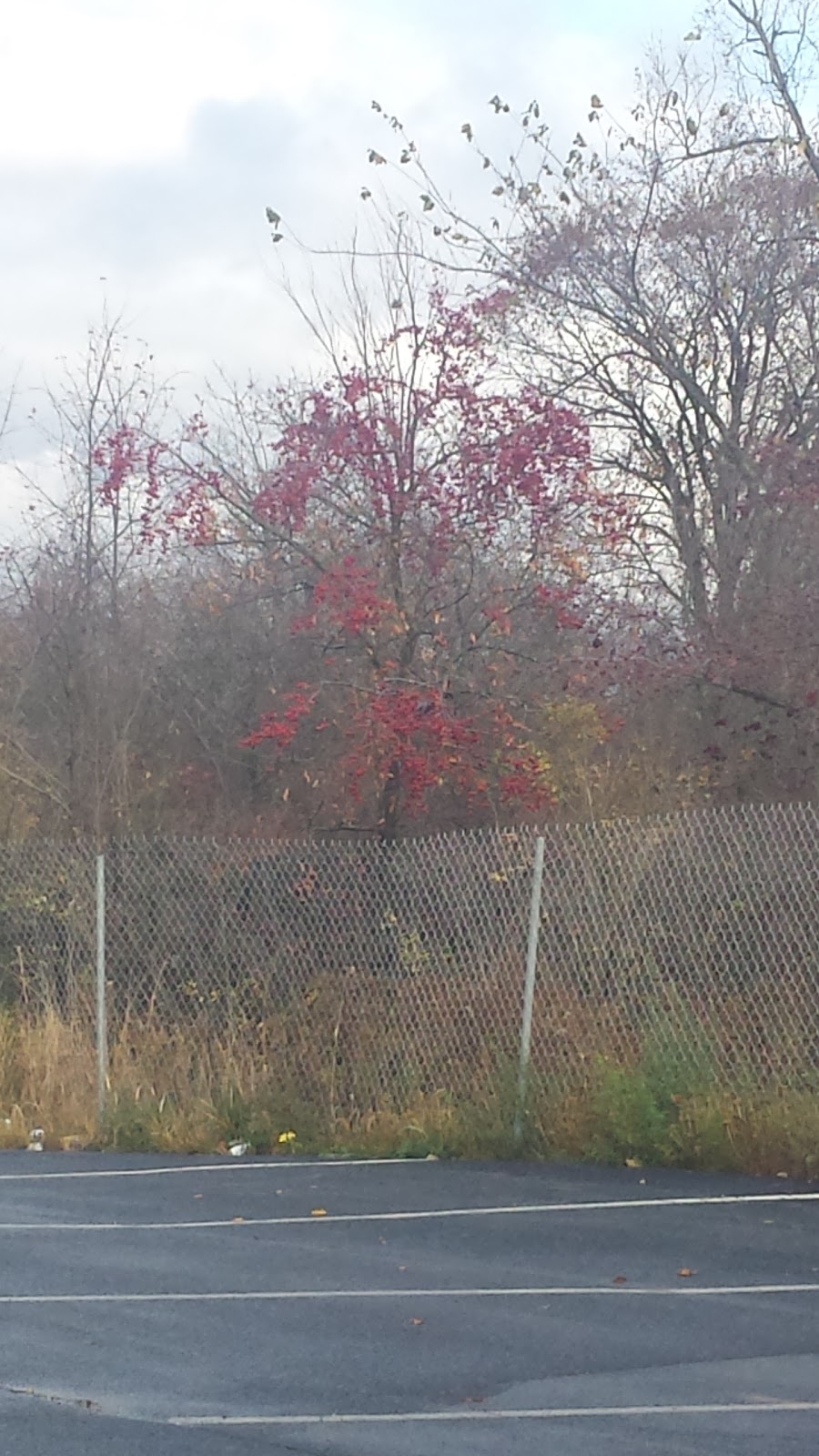 barbara green real estate | 7751 Brier Creek Pkwy #100, Raleigh, NC 27617, USA | Phone: (919) 522-0880