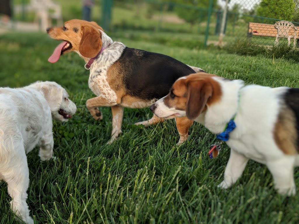 Violet Township Dog Park | 490 N Center St, Pickerington, OH 43147, USA | Phone: (614) 575-6911