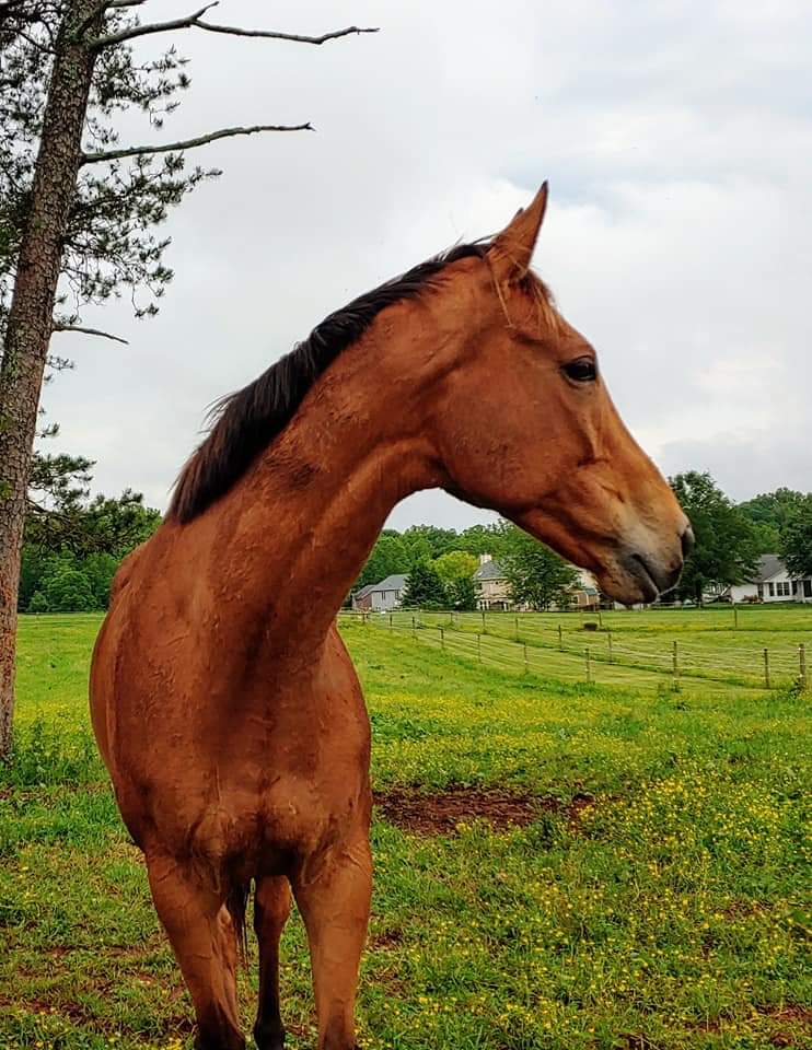 Walnut Creek Farm | 3307 Startown Rd, Newton, NC 28658 | Phone: (828) 612-6993