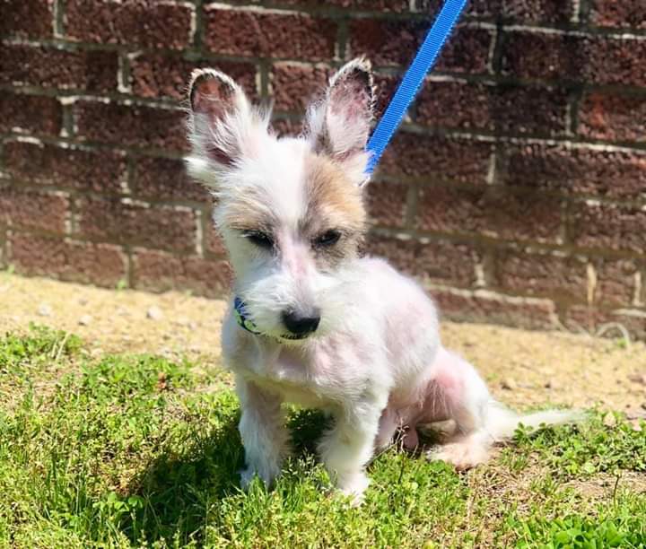 Mitchell Mill Animal Hospital | 4012 Mitchell Mill Rd, Raleigh, NC 27616, USA | Phone: (919) 266-8177 Mitchell Mill Animal Hospital | 4012 Mitchell Mill Rd, Raleigh, NC 27616, USA | Phone: (919) 266-8177