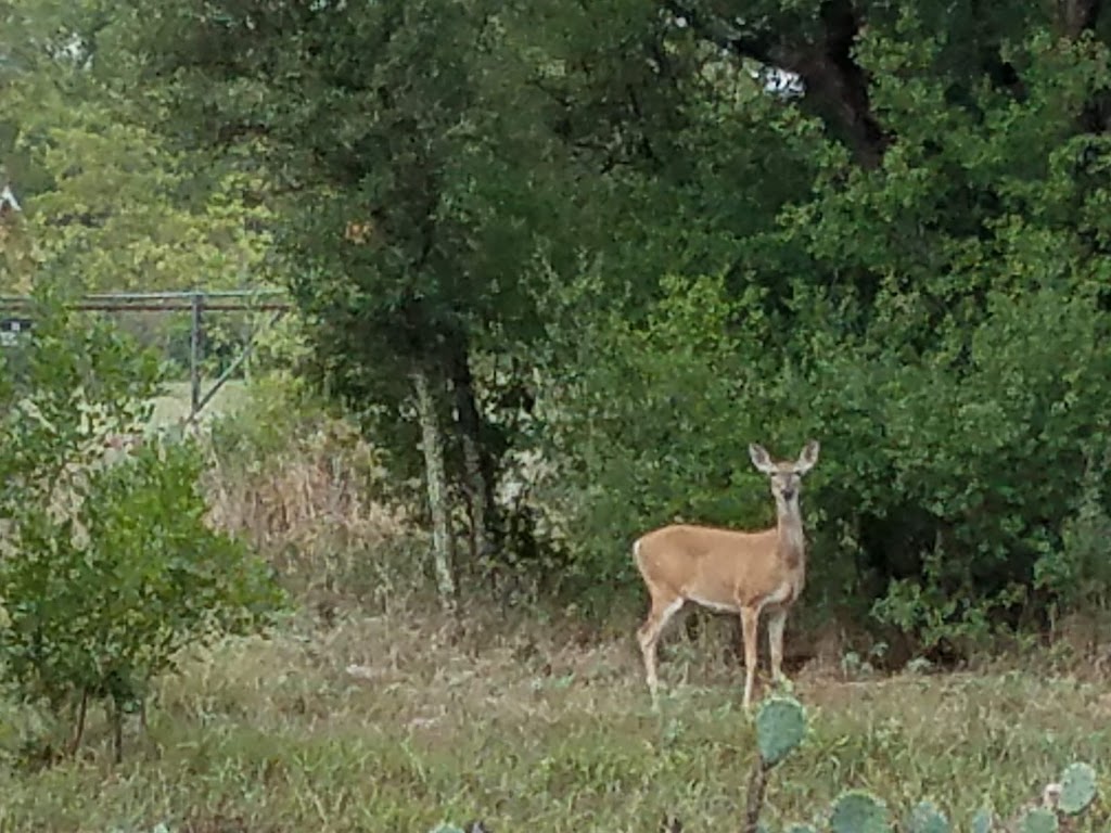 Emerald Springs Park | 3604 Old Mill, Georgetown, TX 78628, USA | Phone: (512) 930-3595