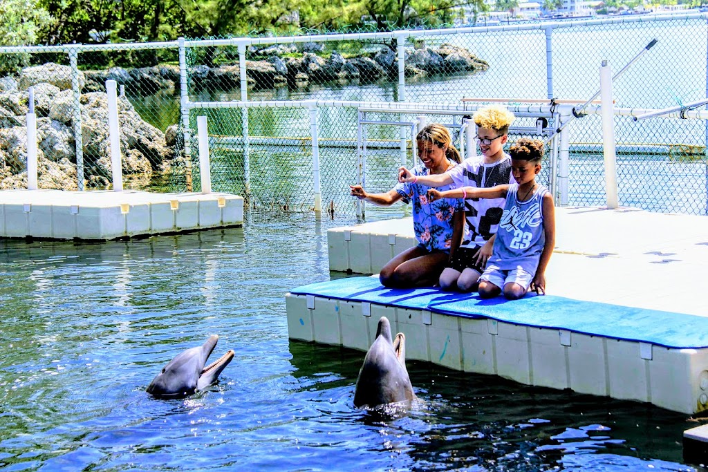 Dolphins Plus Bayside | 101900 Overseas Hwy, Key Largo, FL 33037, USA | Phone: (305) 451-4060