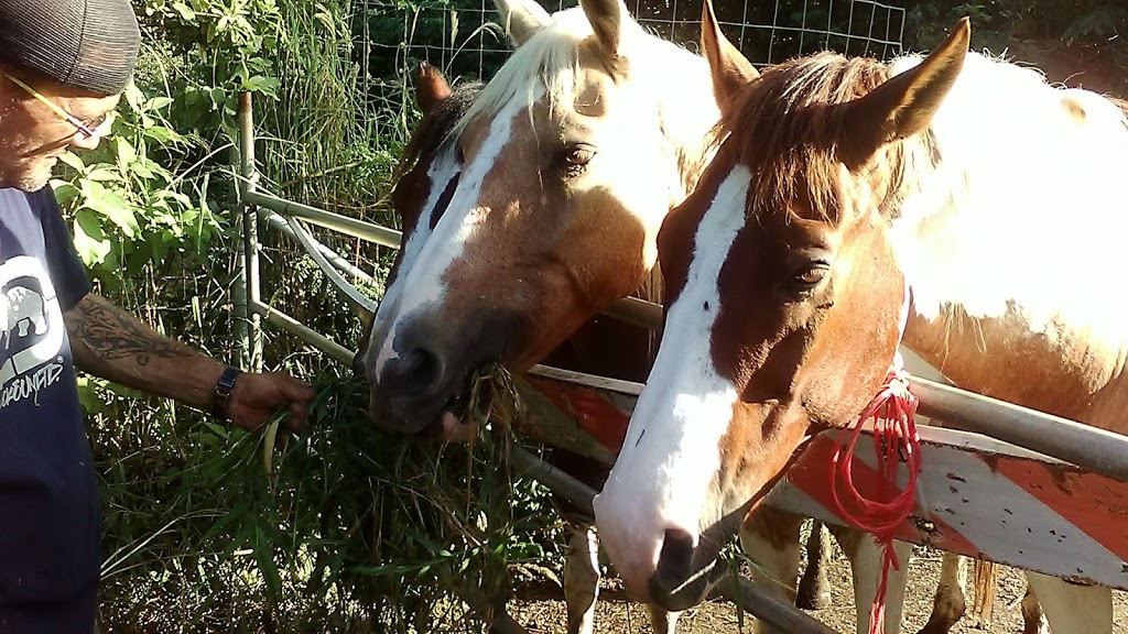 Hearts For Animals Wellness Center | 54-223A Kamehameha Hwy, Hauula, HI 96717, USA | Phone: (808) 293-9283