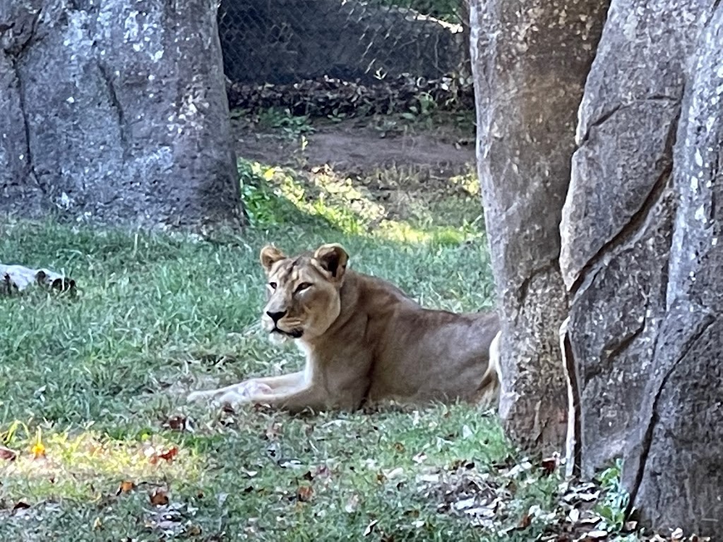 African Lion Habitat | Asheboro, NC 27205, USA | Phone: (800) 488-0444